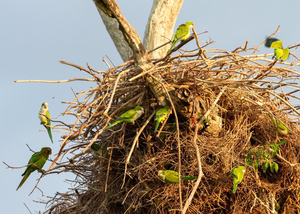 Nest 1